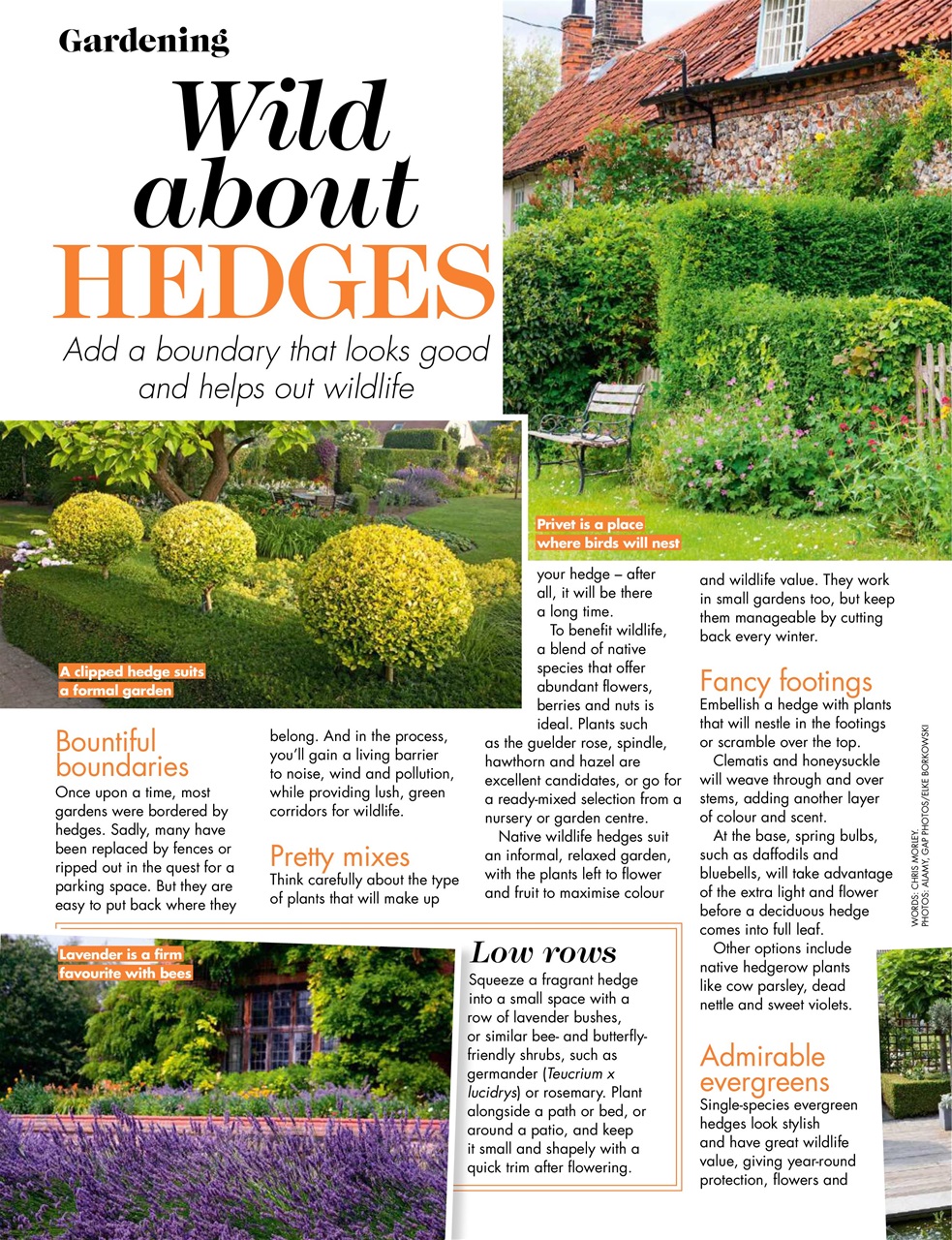 Woman's Weekly Preview Pages