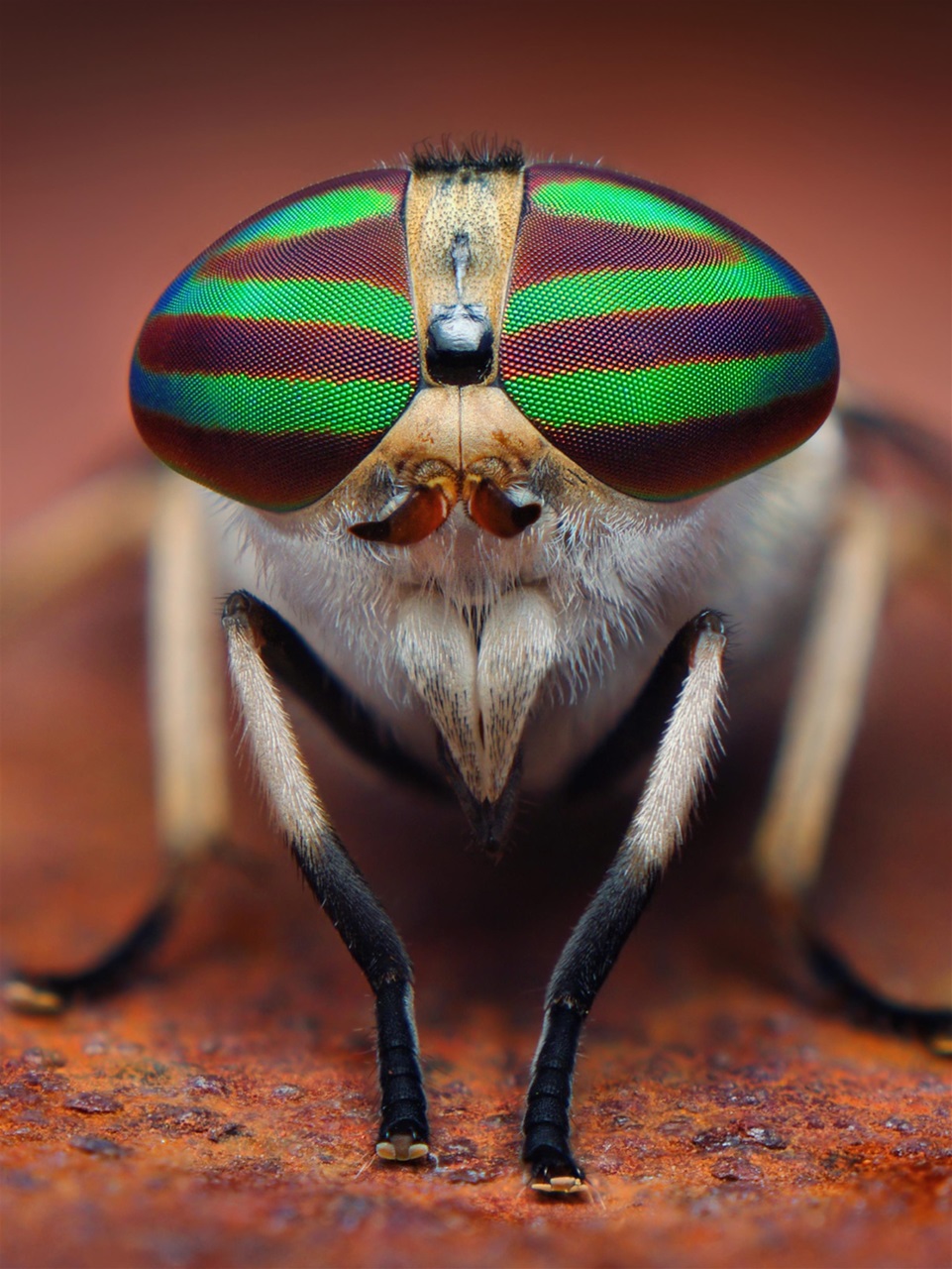 Outdoor Photographer Preview Pages