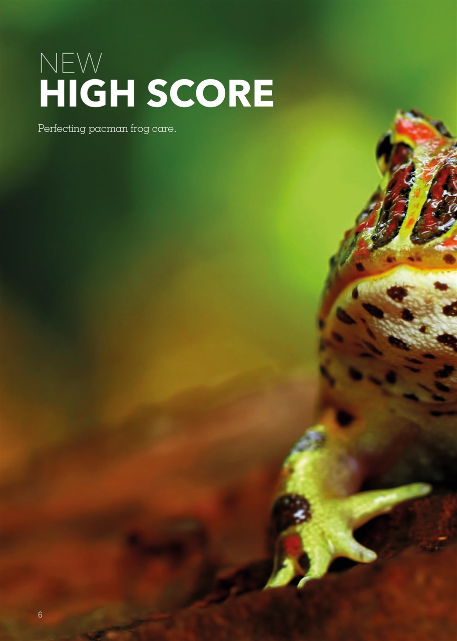 Exotics Keeper Preview Pages