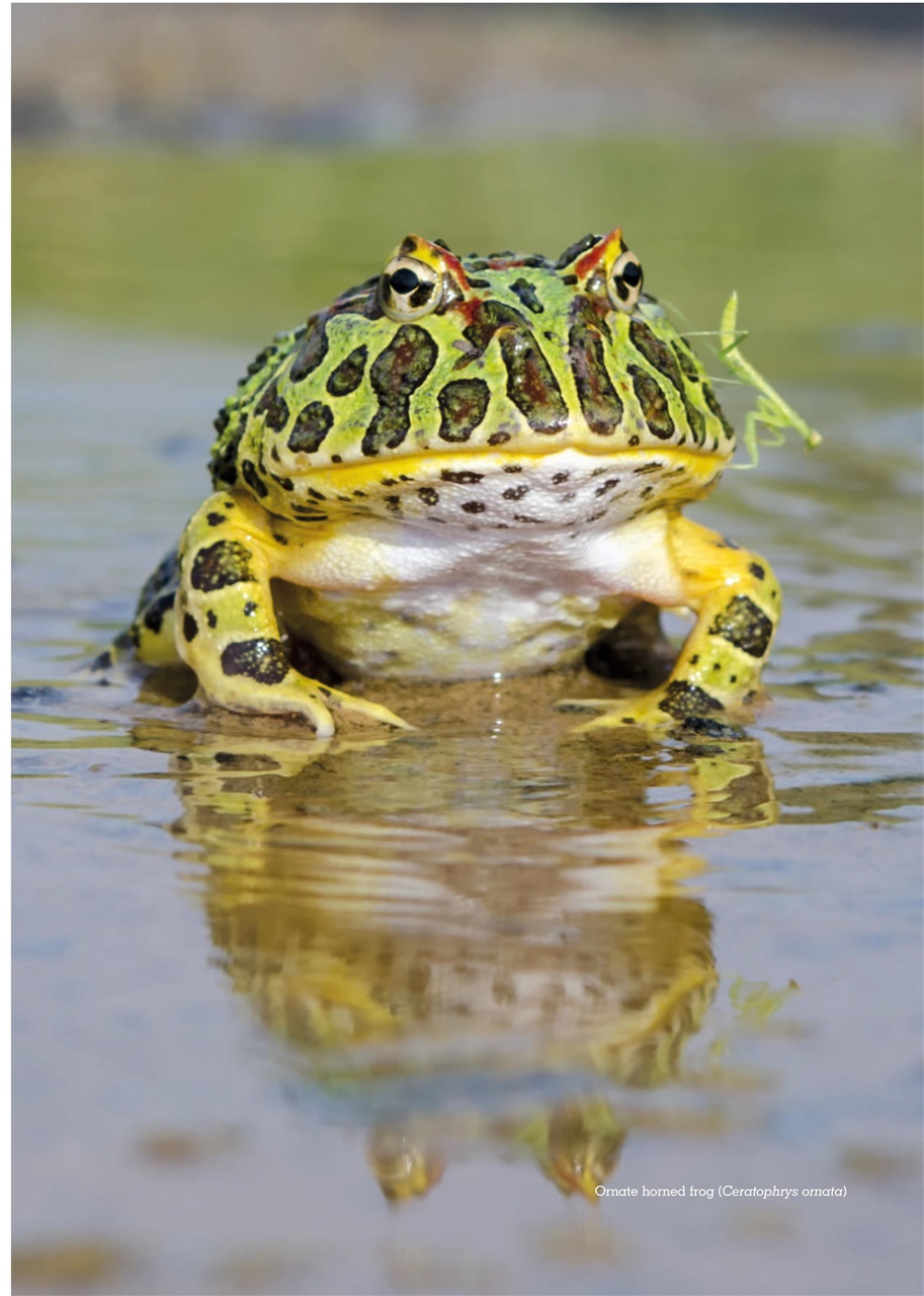 Exotics Keeper Preview Pages