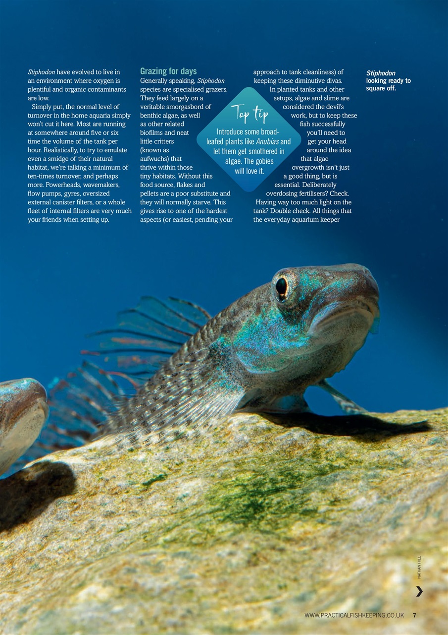 Practical Fishkeeping Preview Pages