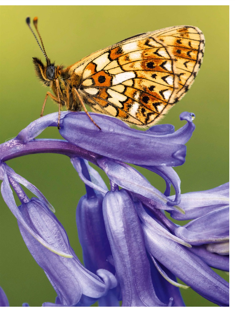 BBC Countryfile Magazine Preview Pages