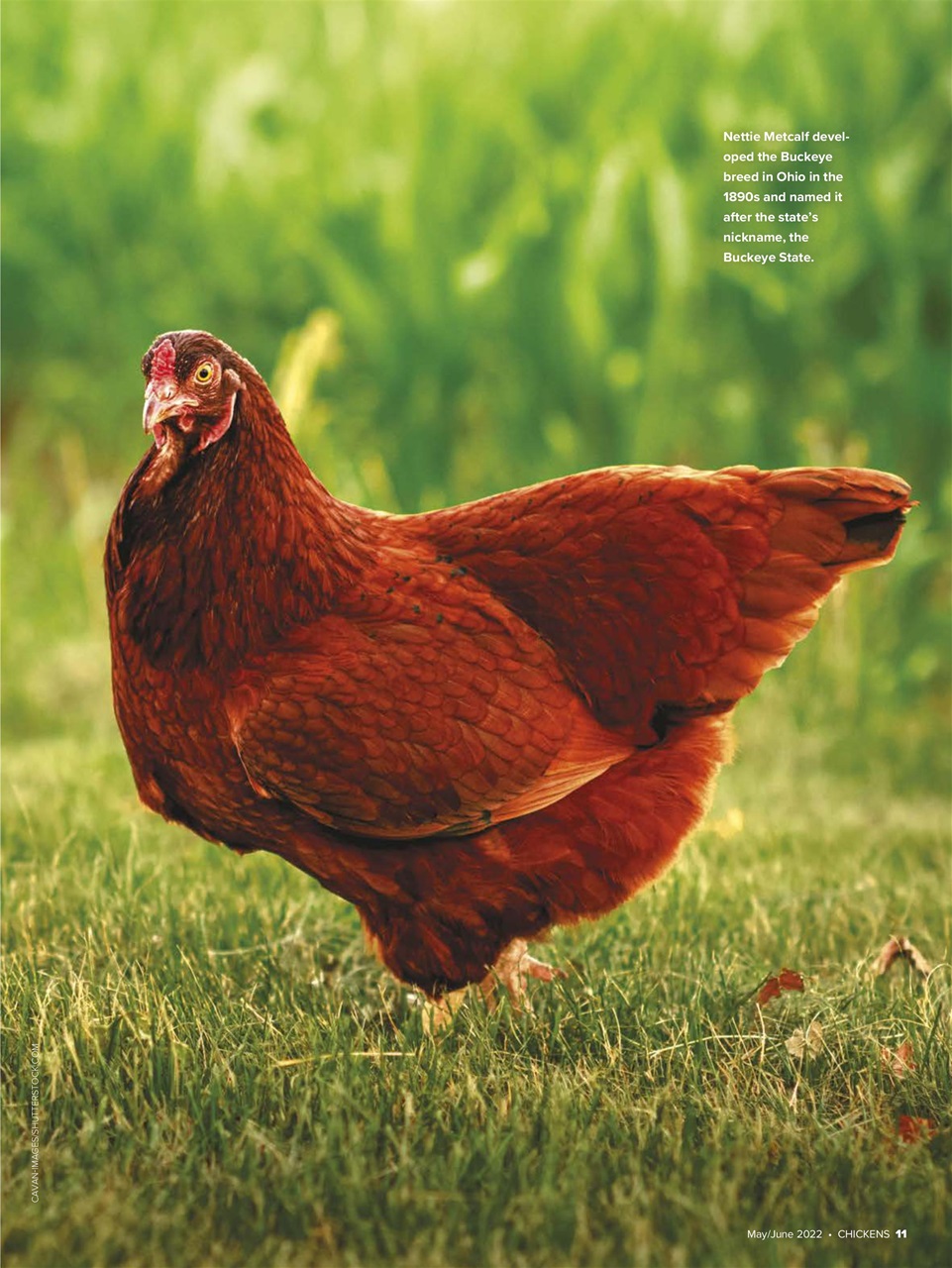 Chickens Magazine Preview Pages