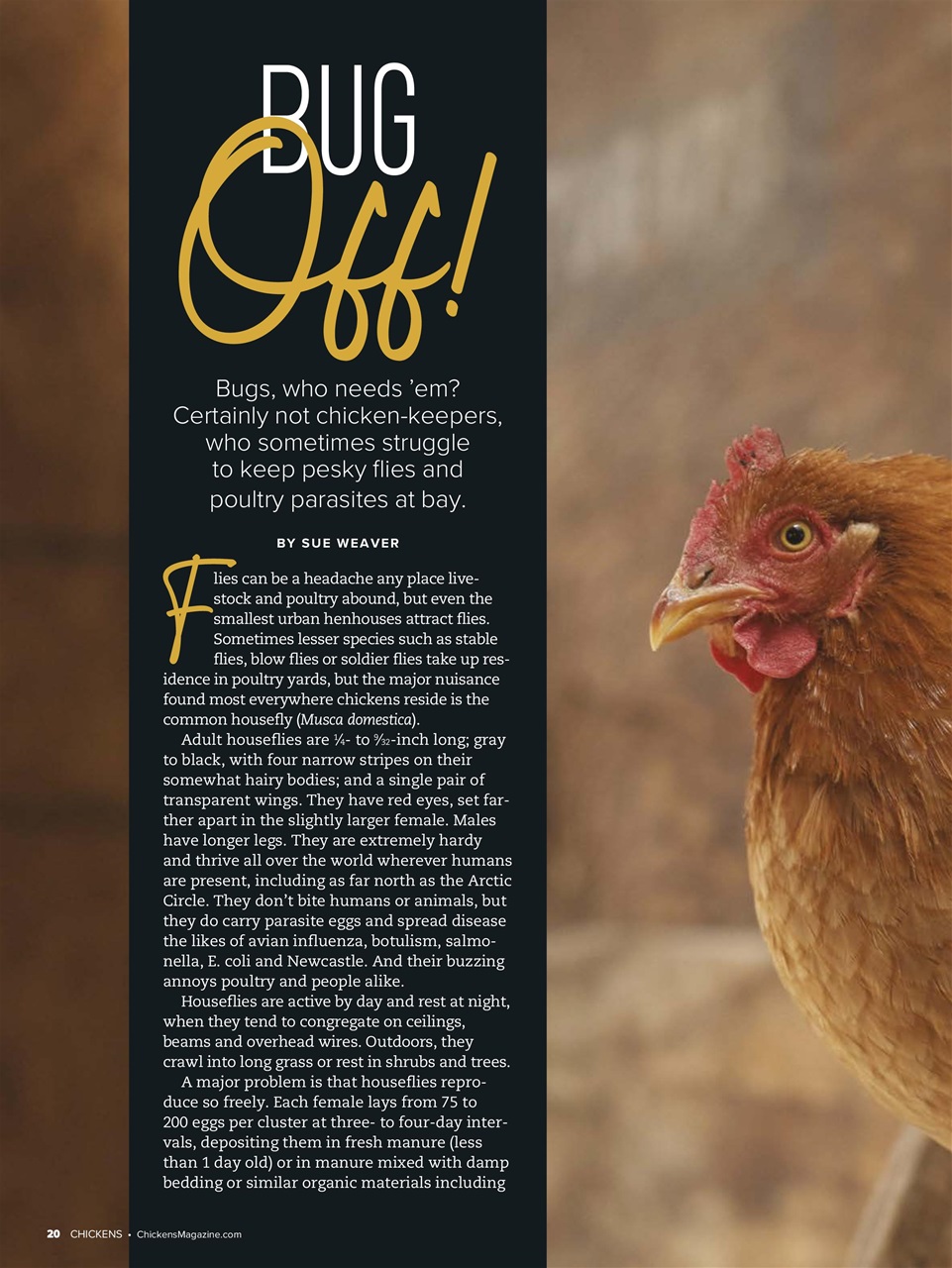 Chickens Magazine Preview Pages