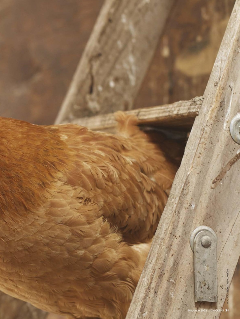 Chickens Magazine Preview Pages