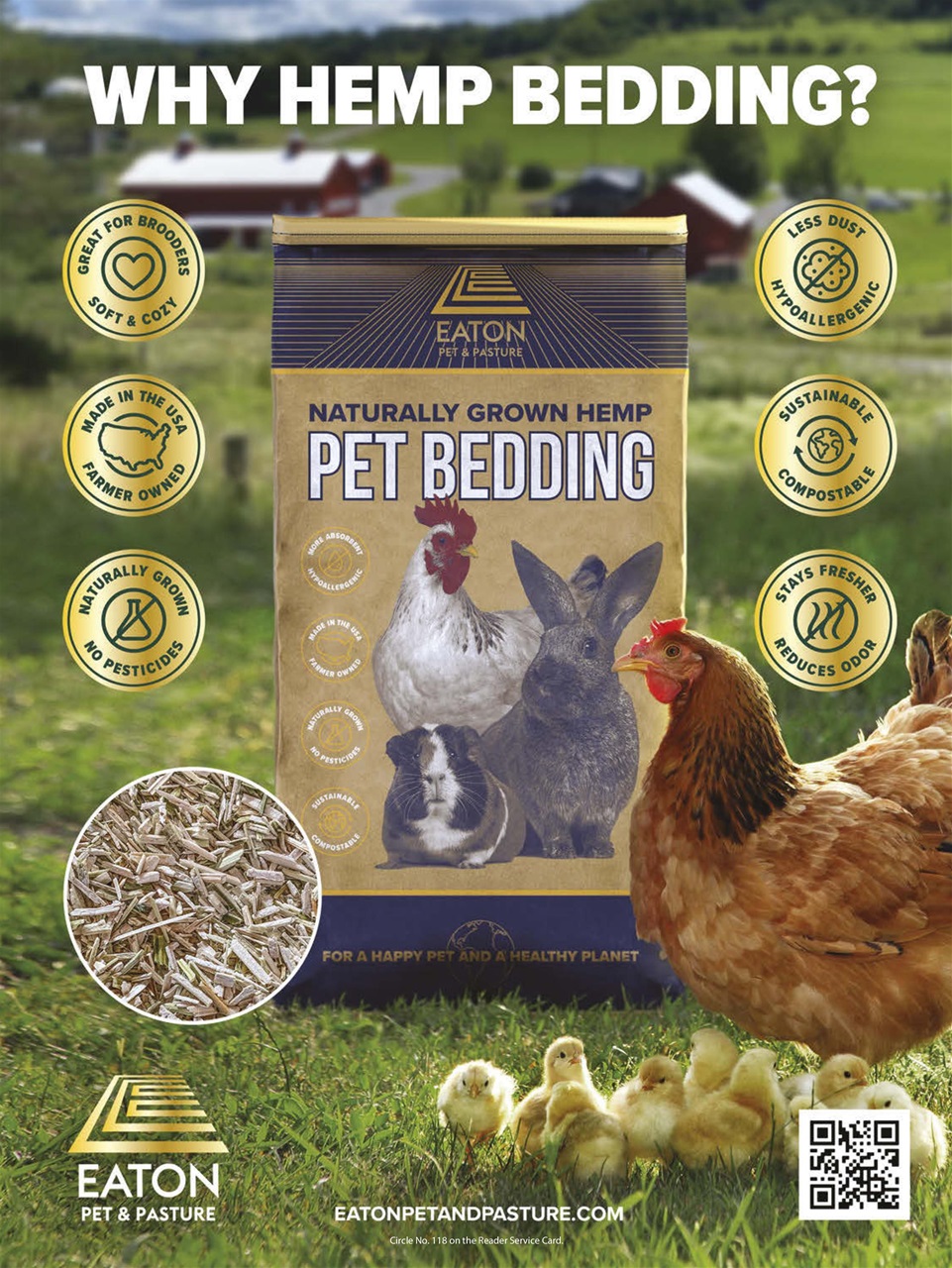 Chickens Magazine Preview Pages