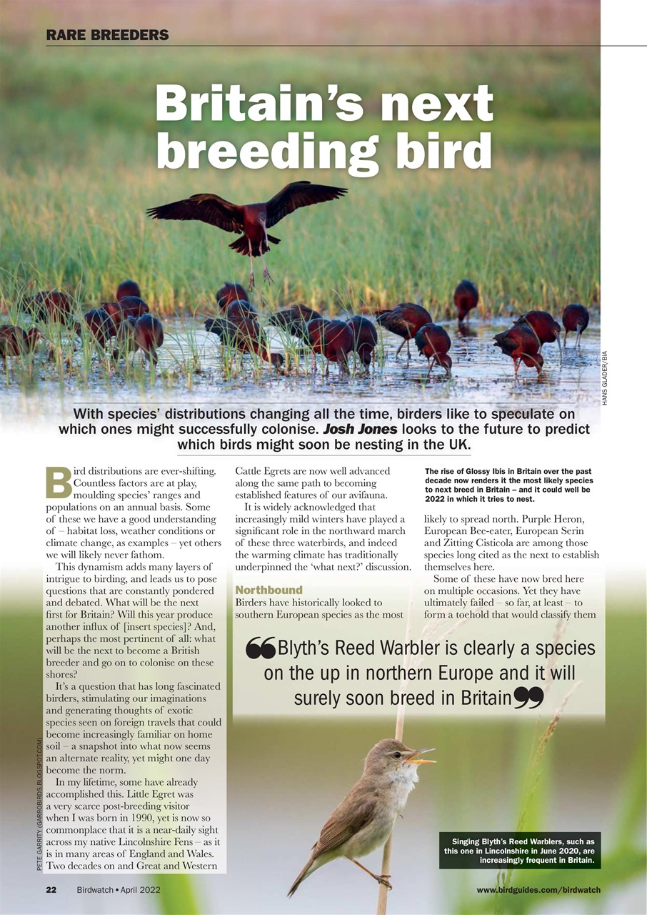 Birdwatch Magazine Preview Pages