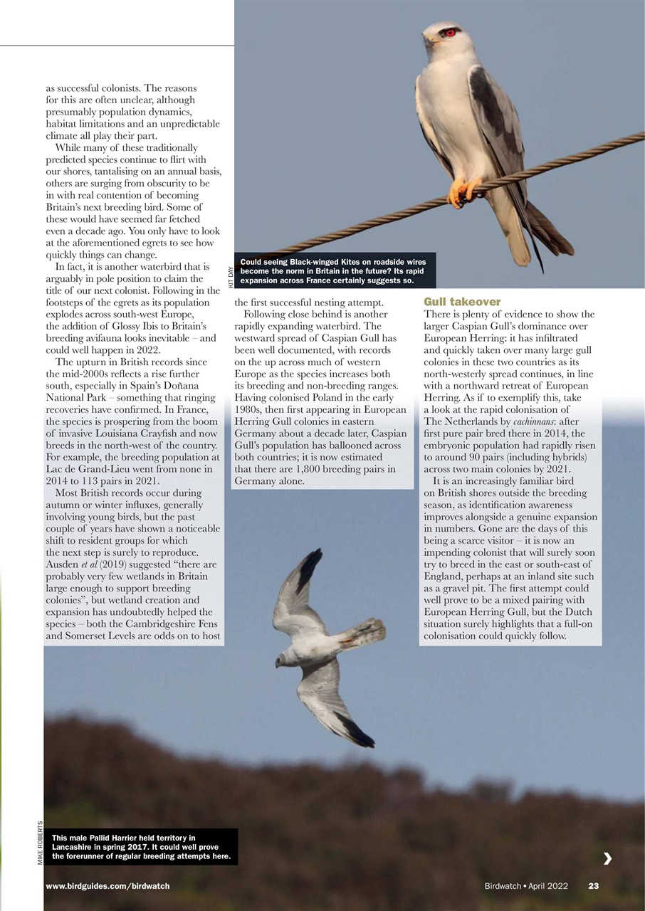 Birdwatch Magazine Preview Pages