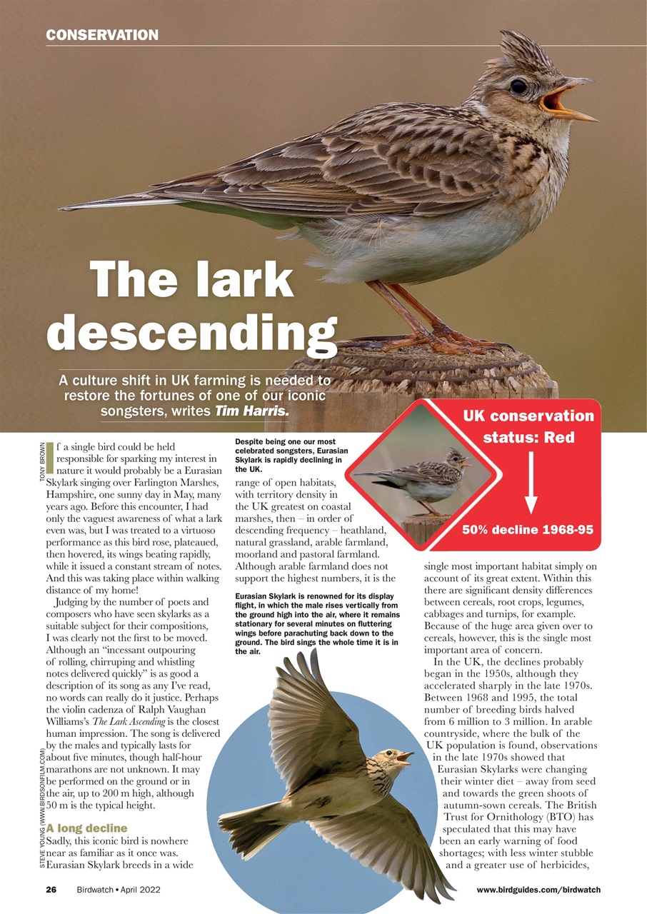 Birdwatch Magazine Preview Pages