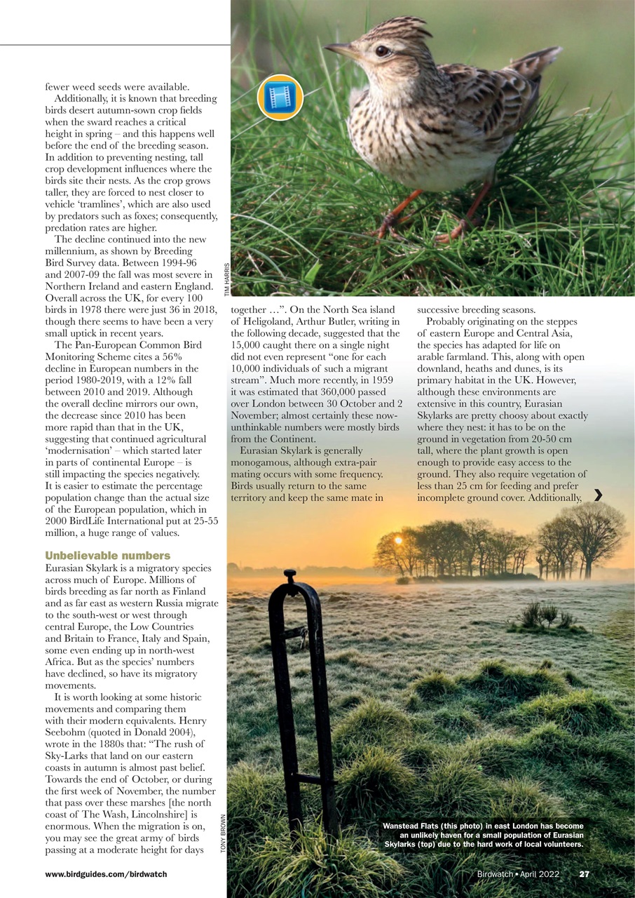 Birdwatch Magazine Preview Pages
