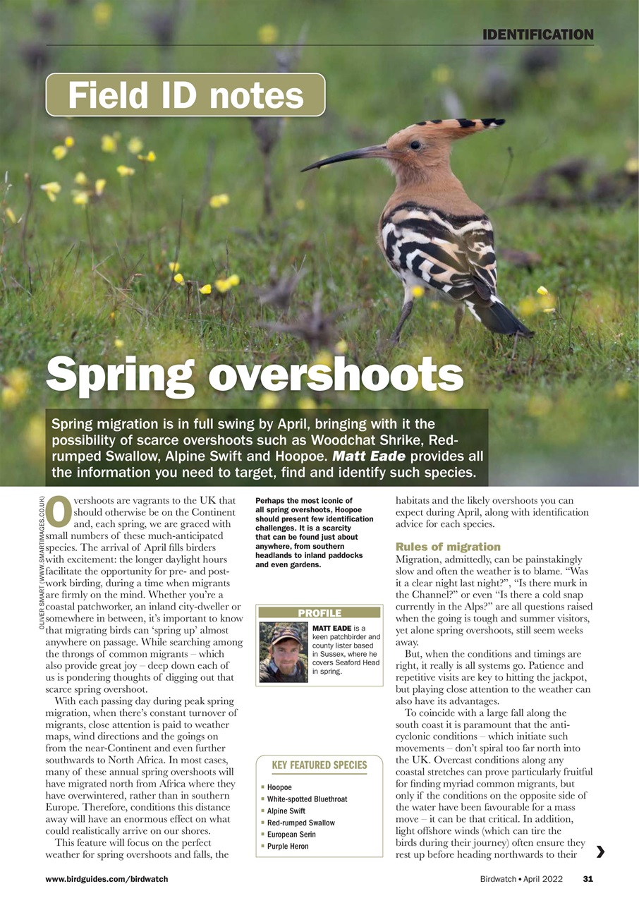 Birdwatch Magazine Preview Pages