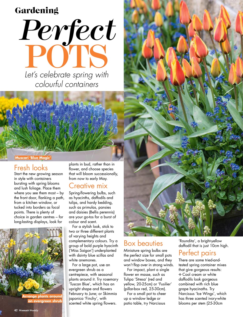 Woman's Weekly Preview Pages