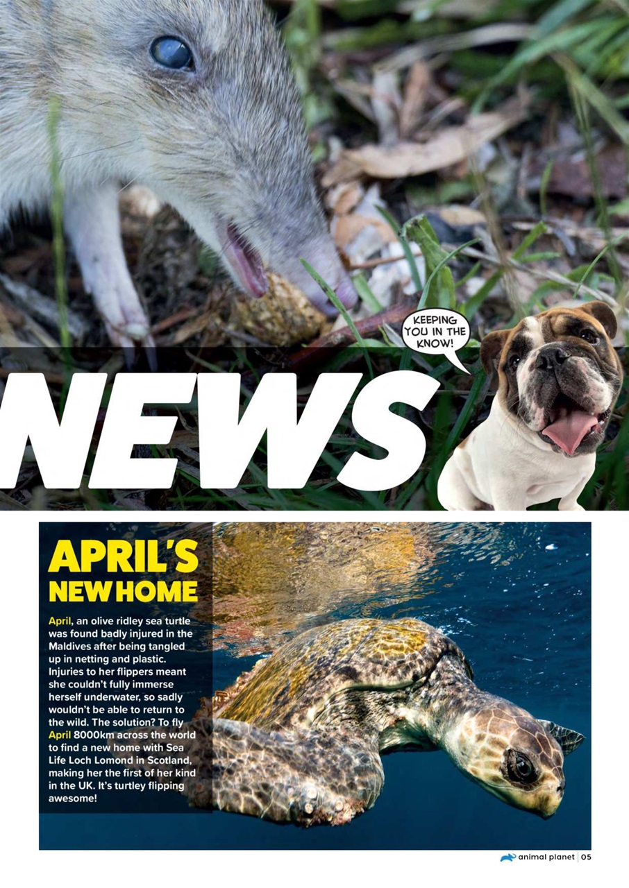 Animal Planet Kids Preview Pages