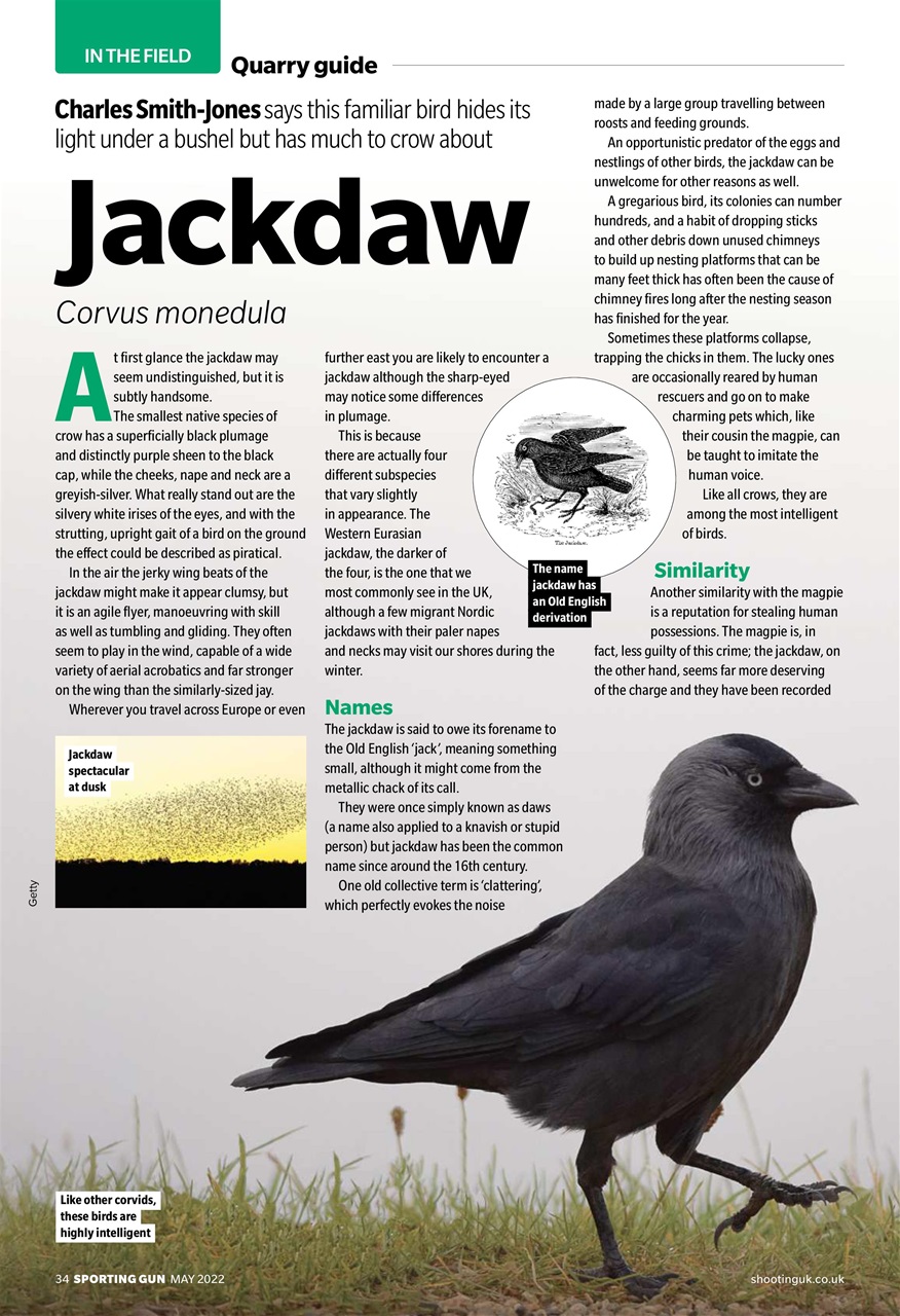 Sporting Gun Preview Pages