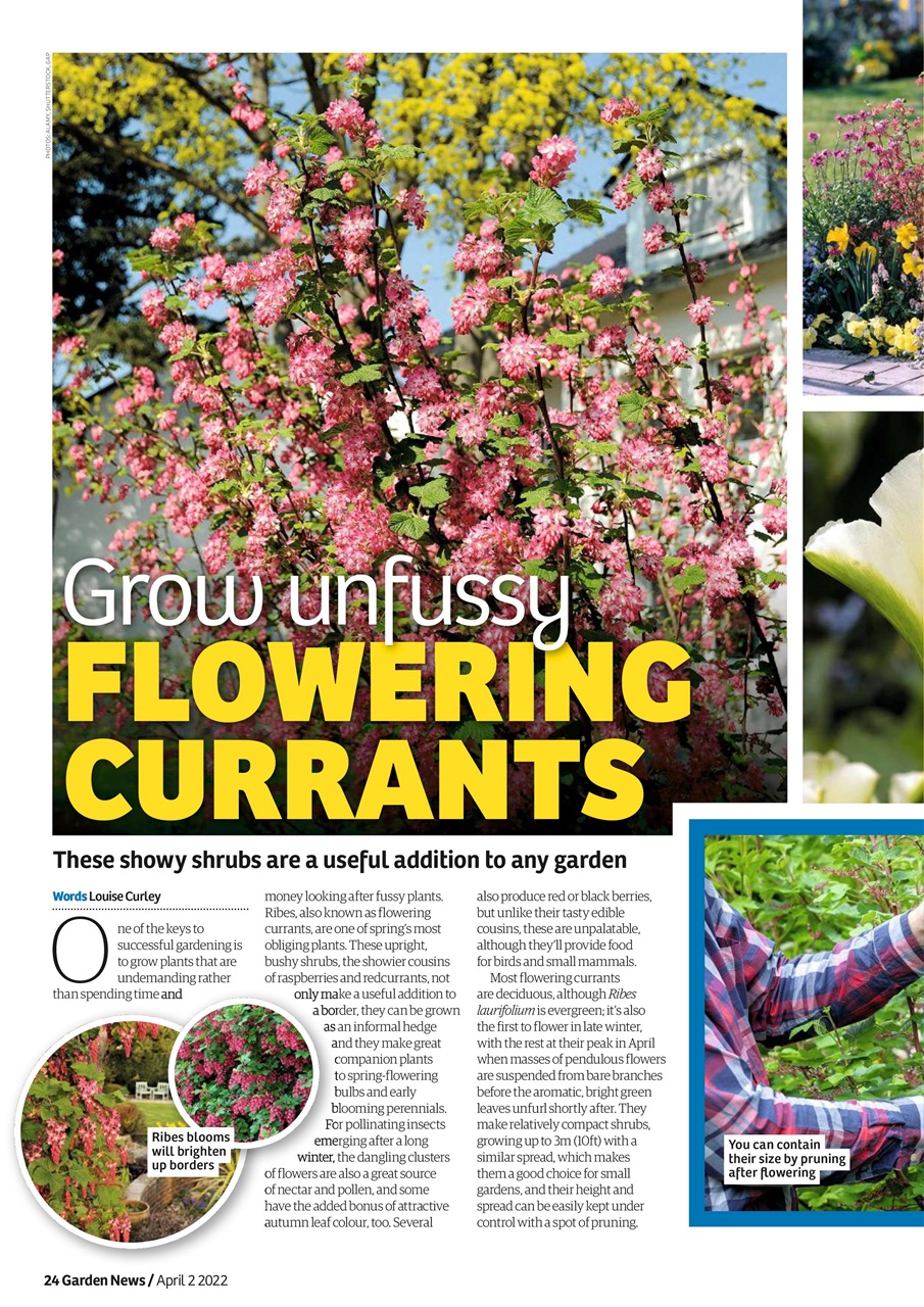Garden News Preview Pages