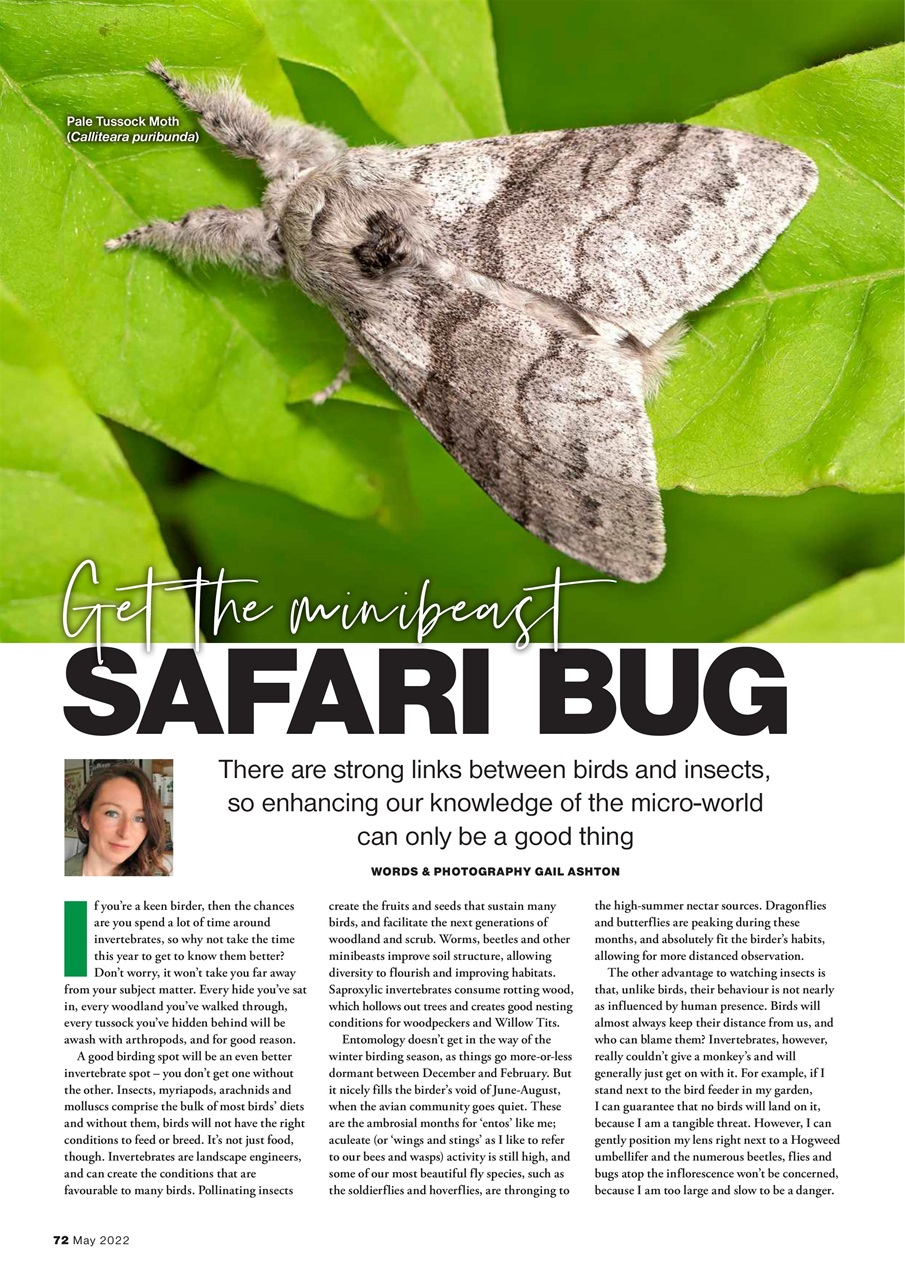 Bird Watching Preview Pages