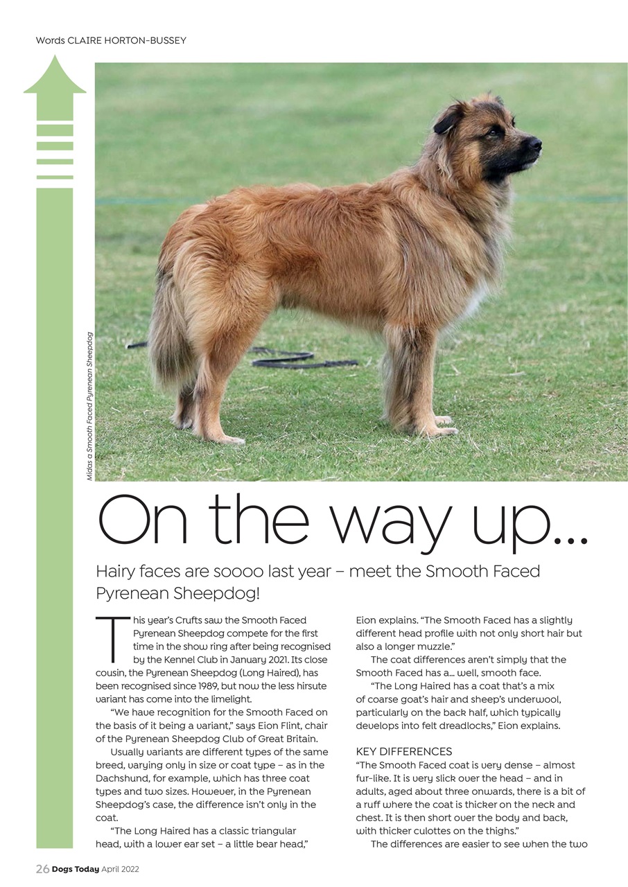 Dogs Today Magazine Preview Pages