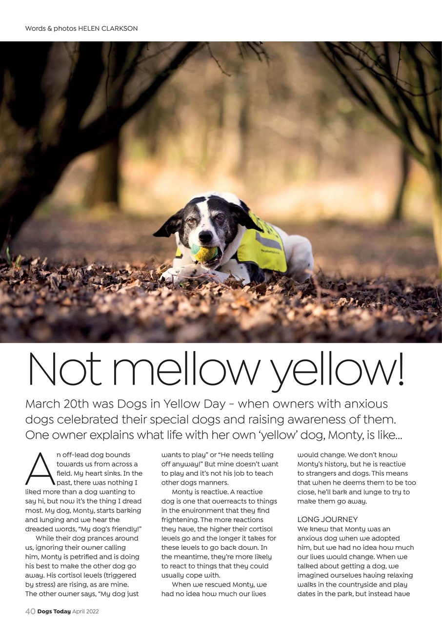 Dogs Today Magazine Preview Pages