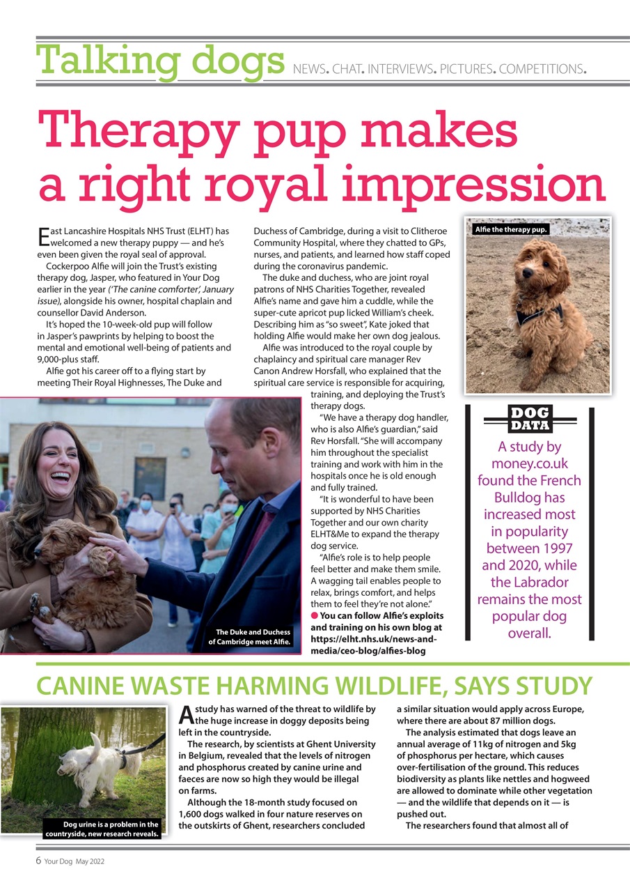 Your Dog Preview Pages