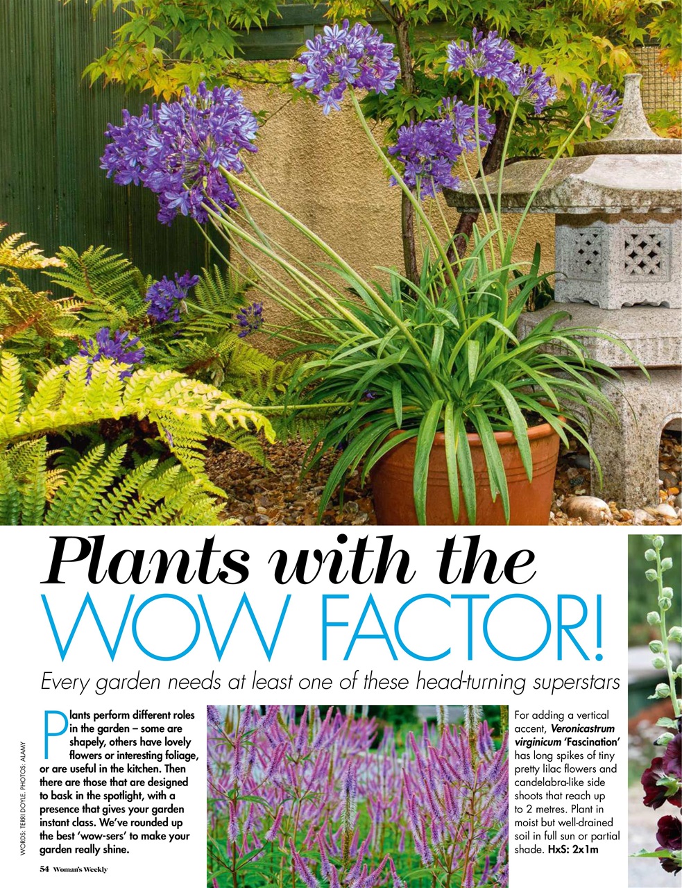 Woman's Weekly Preview Pages