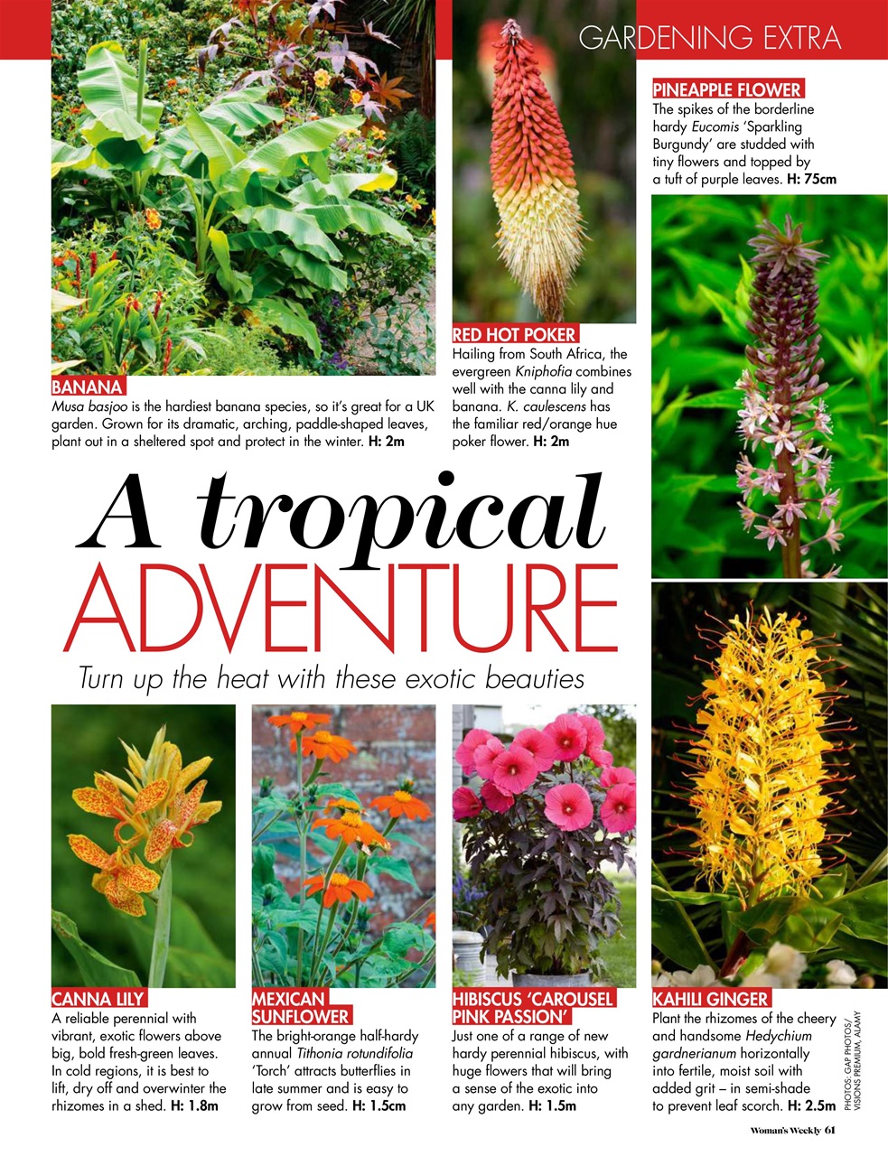 Woman's Weekly Preview Pages