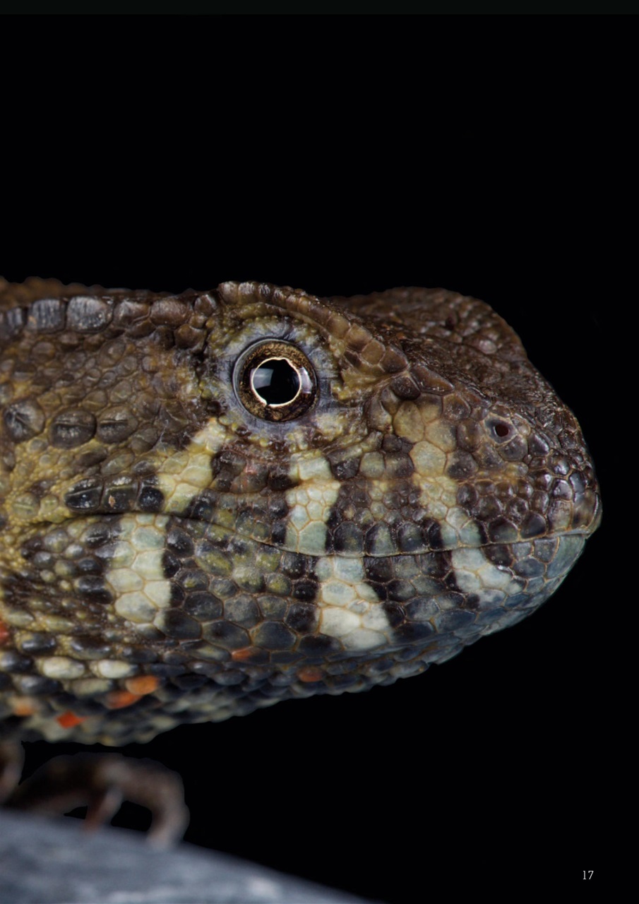 Exotics Keeper Preview Pages