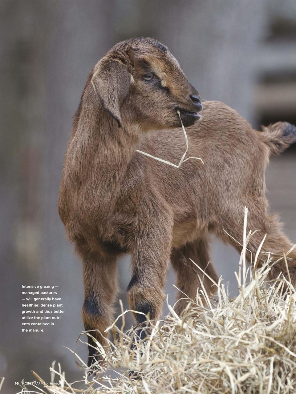 Hobby Farms Magazine Preview Pages