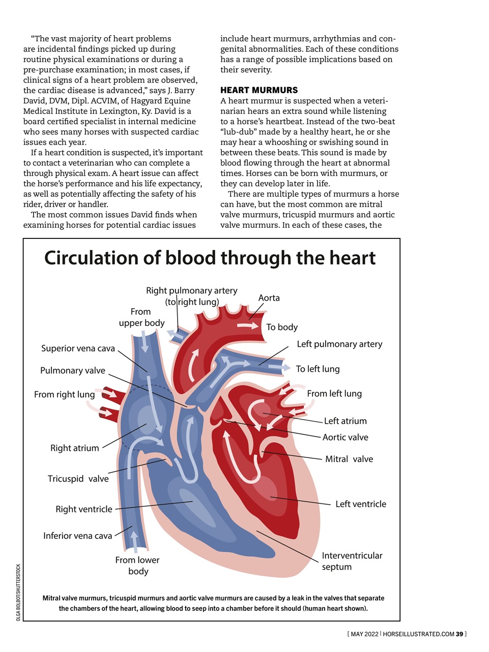 Horse Illustrated Magazine Preview Pages