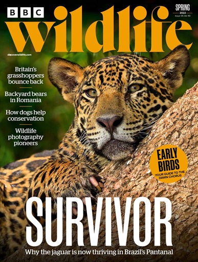 BBC Wildlife Magazine issue 