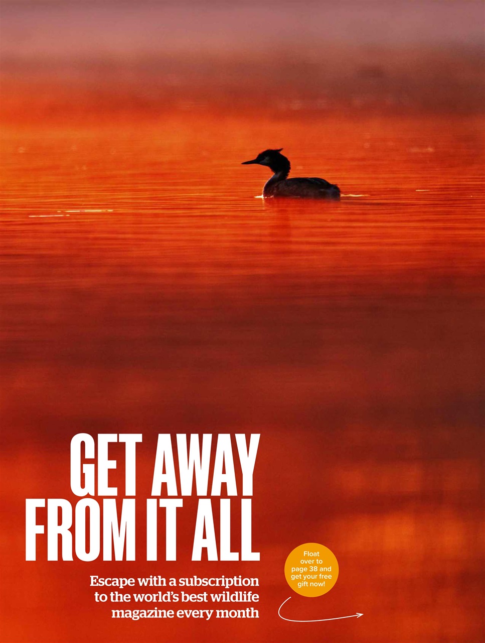 BBC Wildlife Magazine Preview Pages