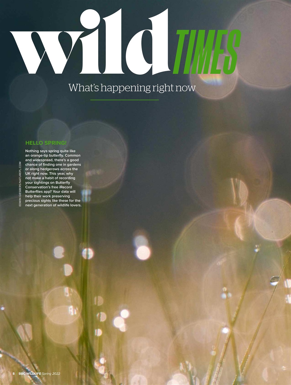 BBC Wildlife Magazine Preview Pages