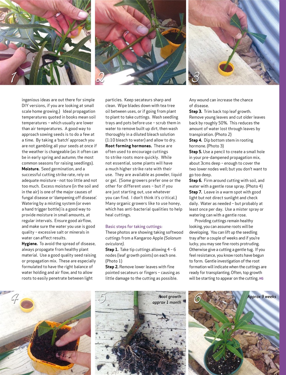 HomeGrown Preview Pages