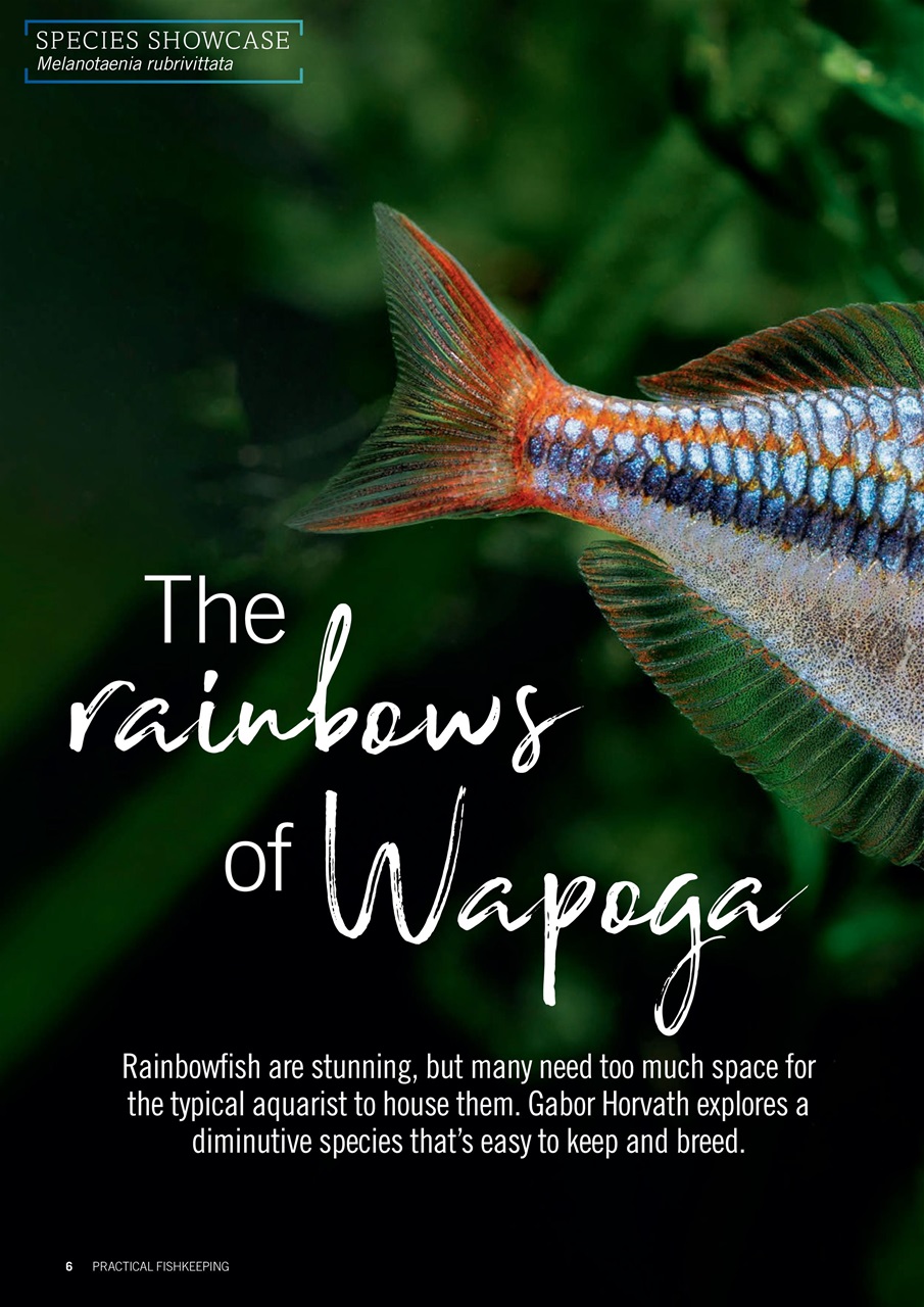 Practical Fishkeeping Preview Pages