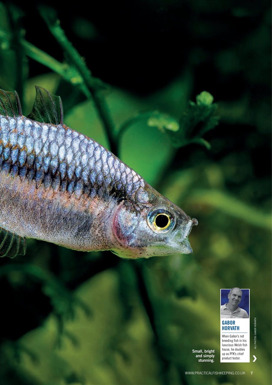 Practical Fishkeeping Preview Pages