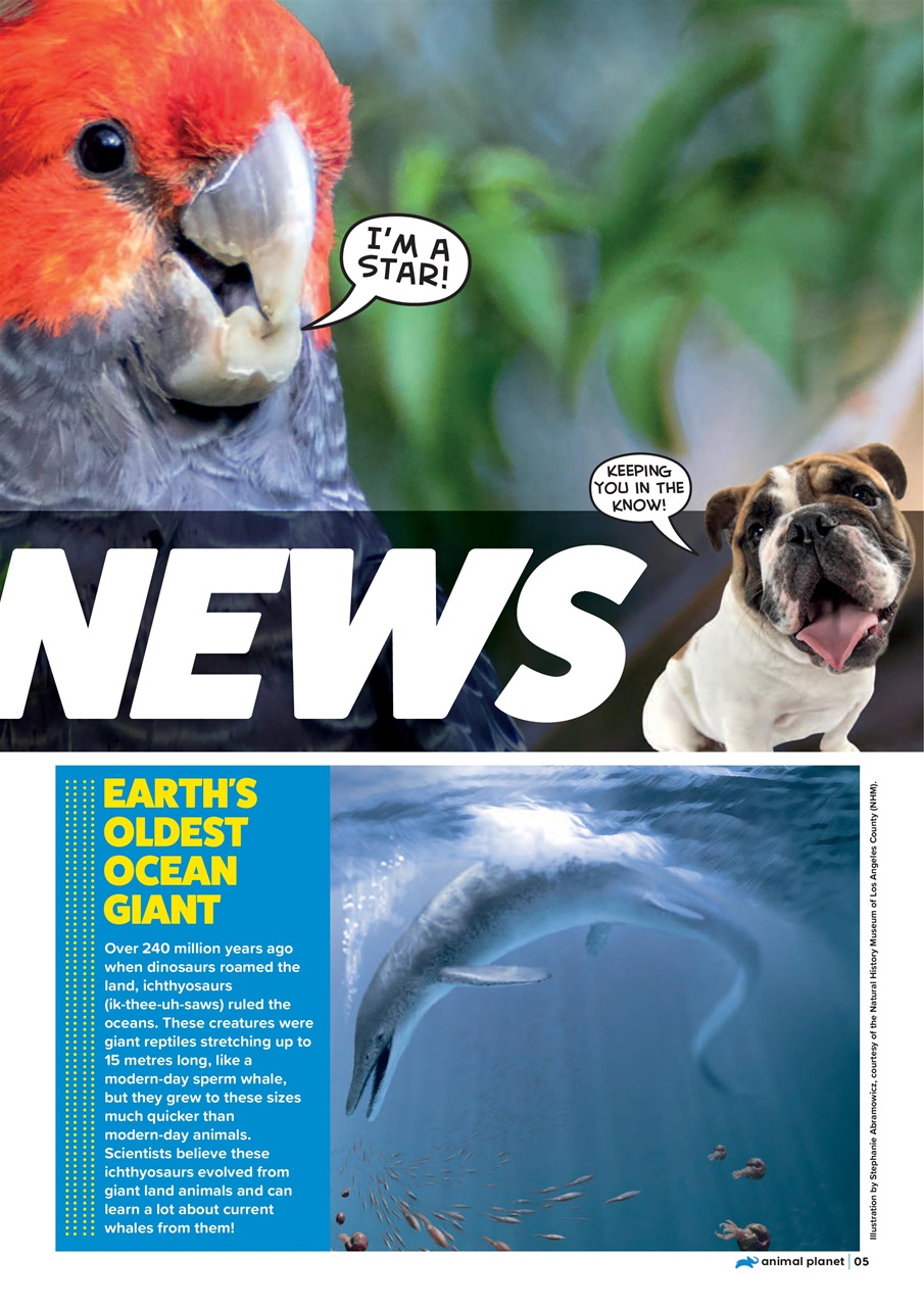 Animal Planet Kids Preview Pages