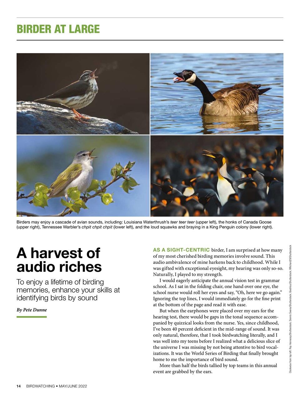 BirdWatching Preview Pages