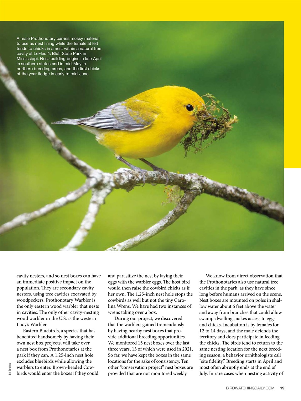 BirdWatching Preview Pages