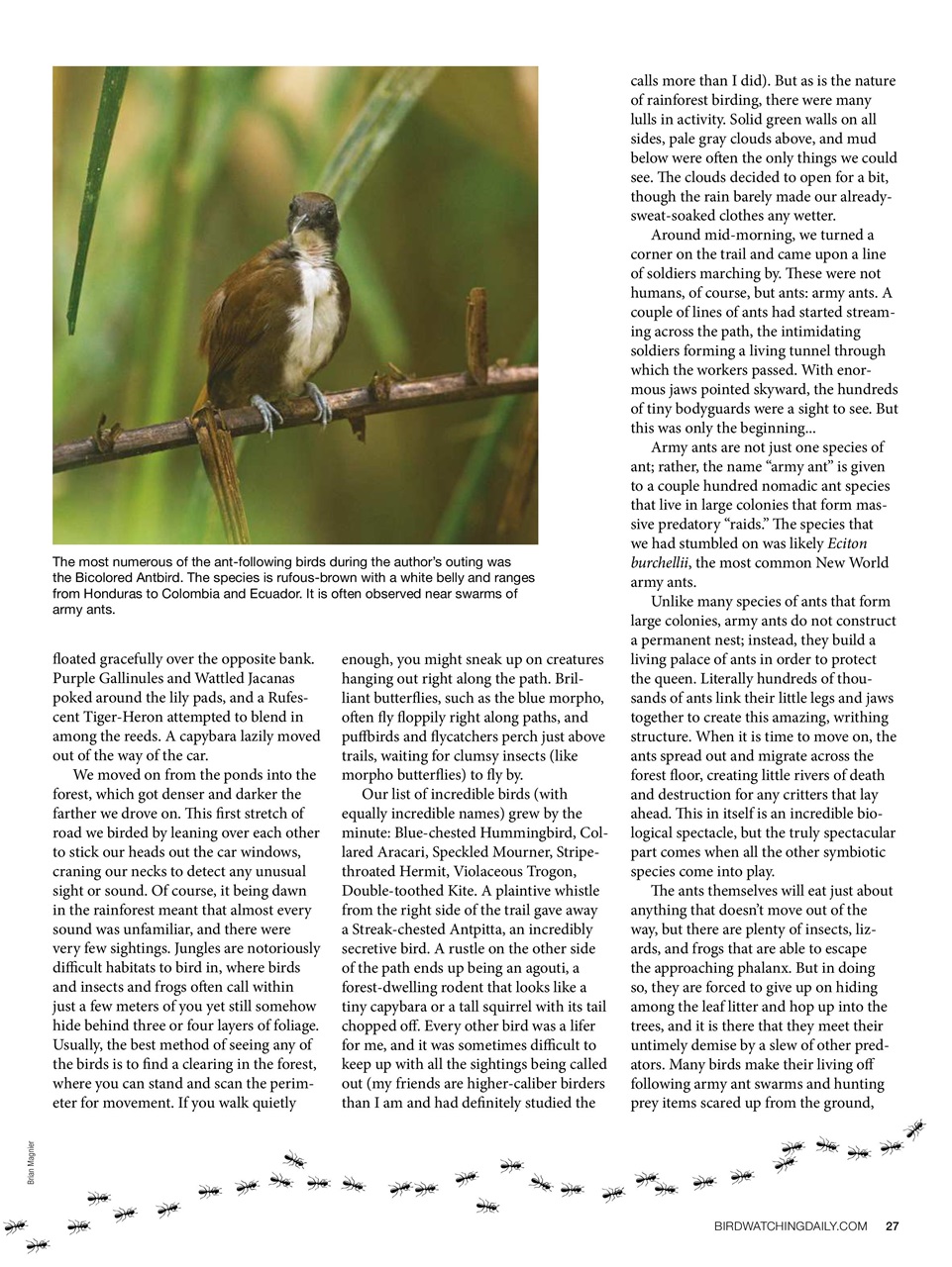 BirdWatching Preview Pages