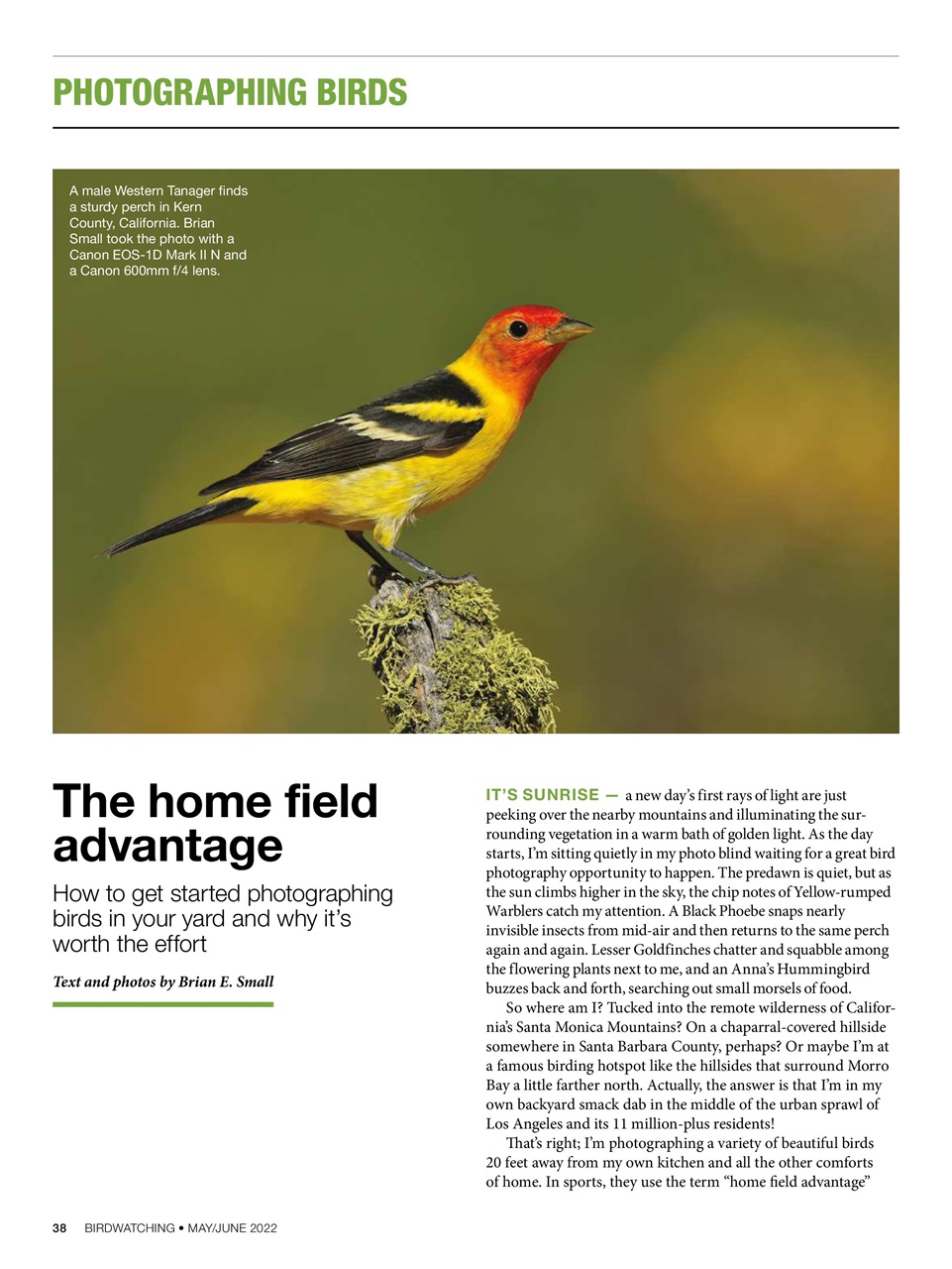 BirdWatching Preview Pages