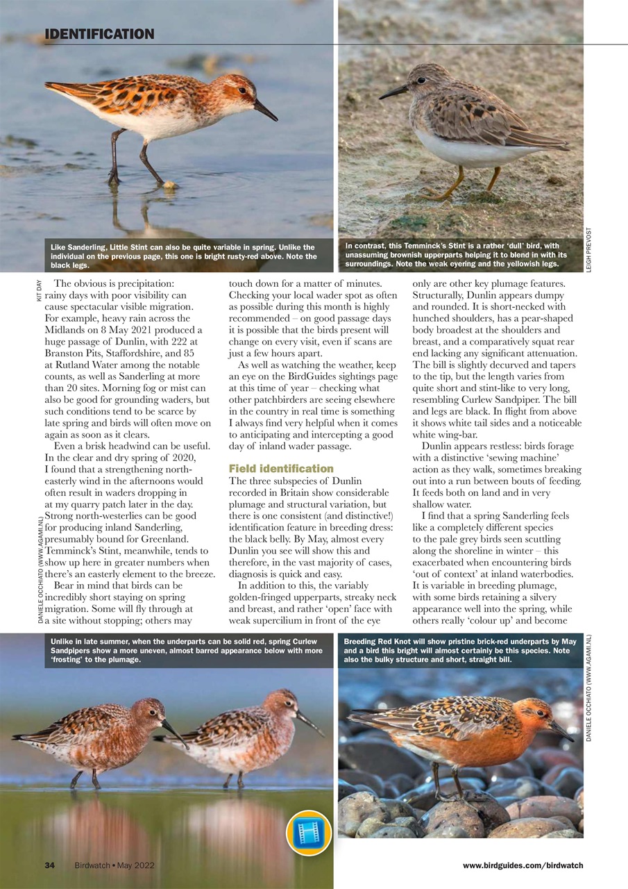 Birdwatch Magazine Preview Pages