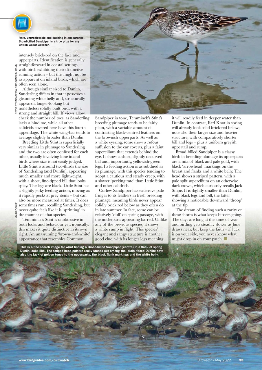 Birdwatch Magazine Preview Pages