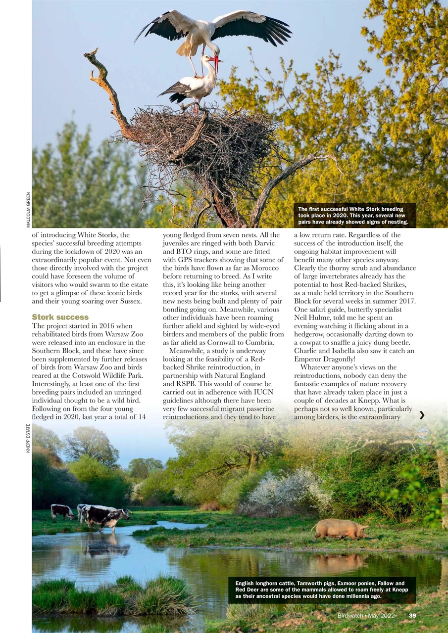 Birdwatch Magazine Preview Pages