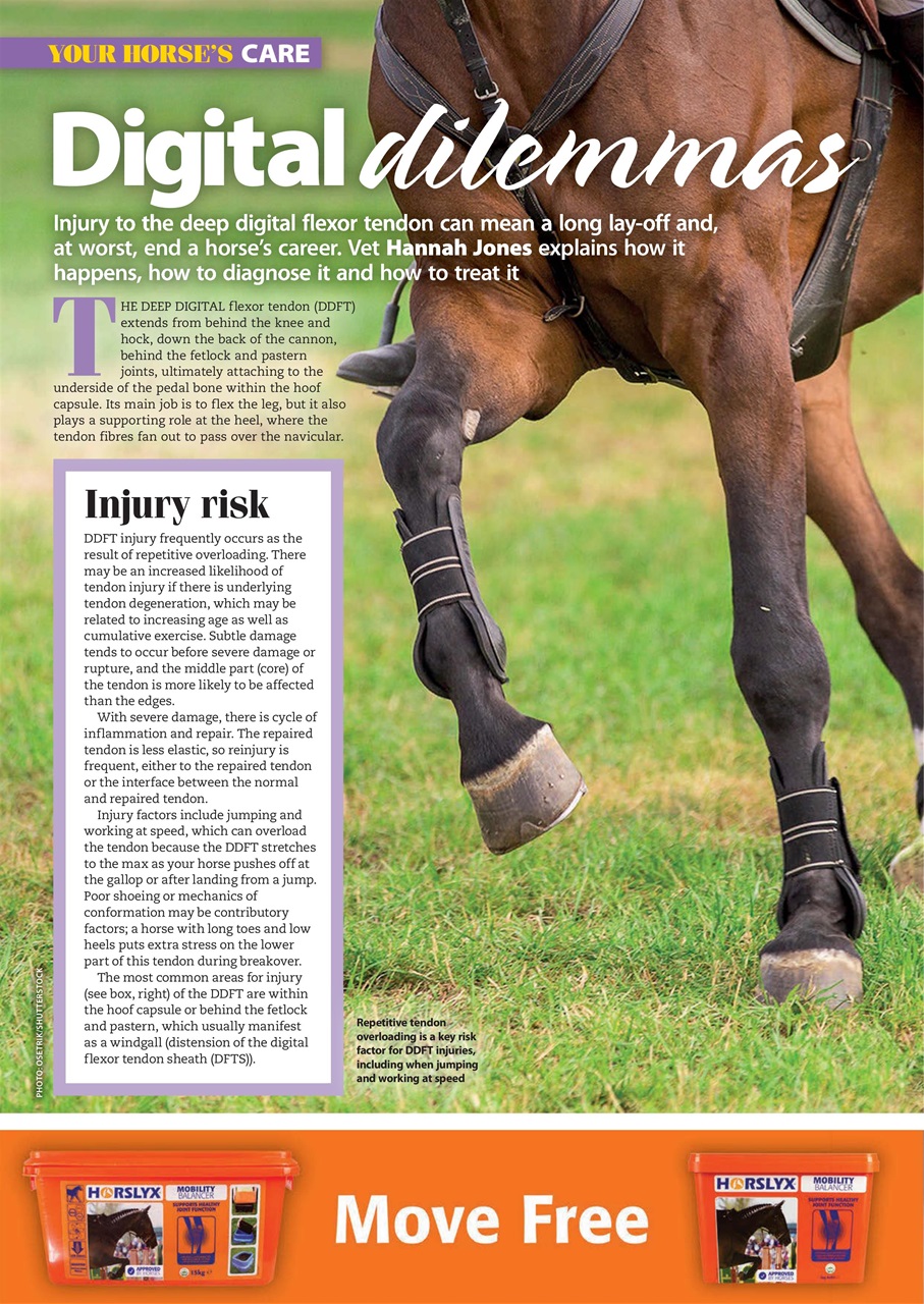 Your Horse Preview Pages