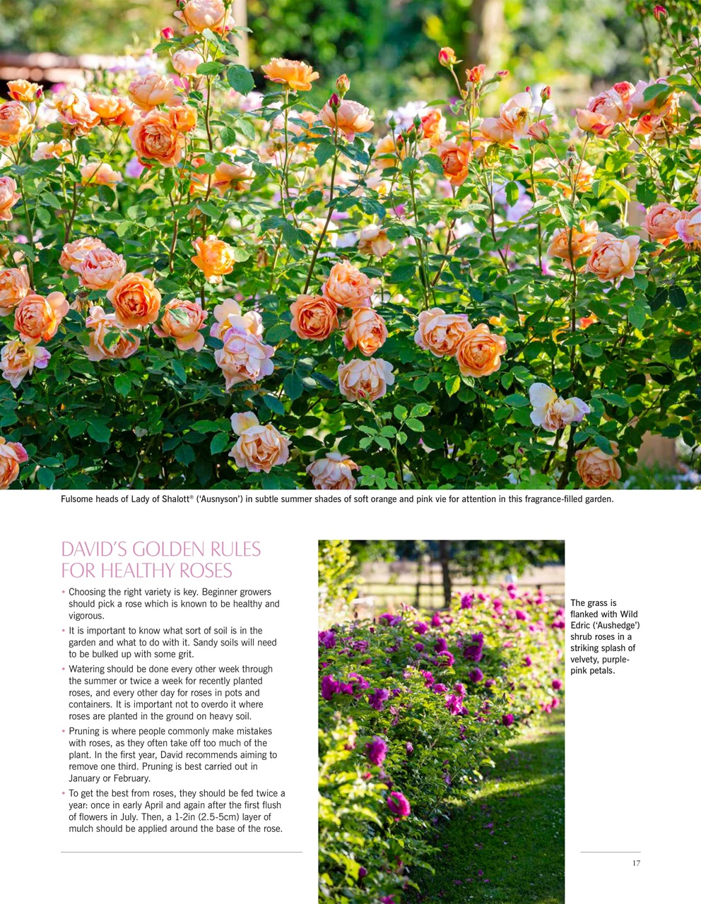 LandScape Preview Pages