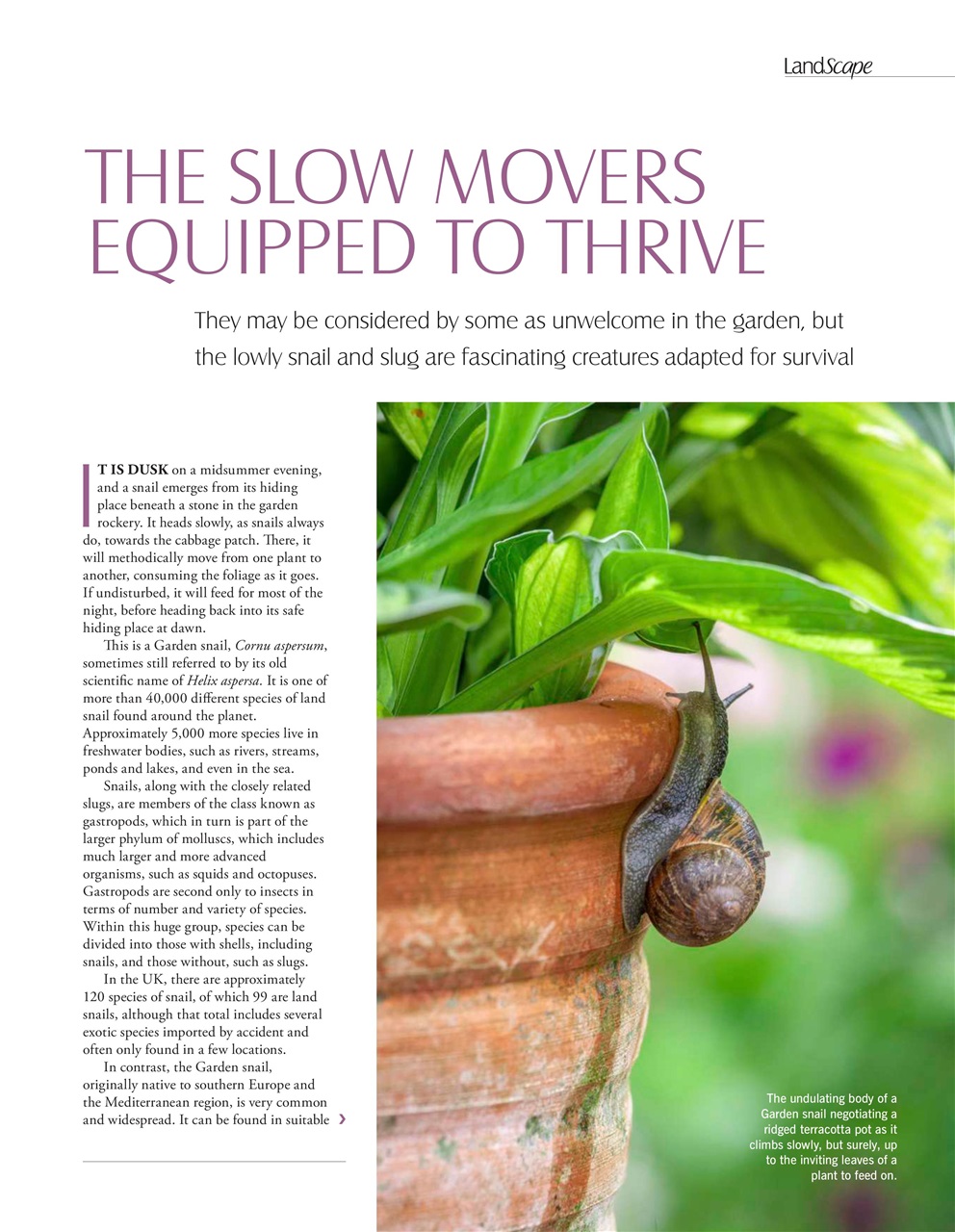 LandScape Preview Pages