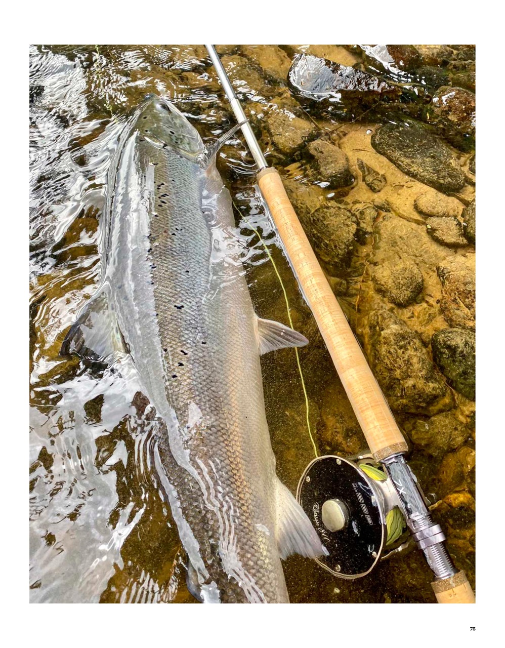 Trout & Salmon Preview Pages