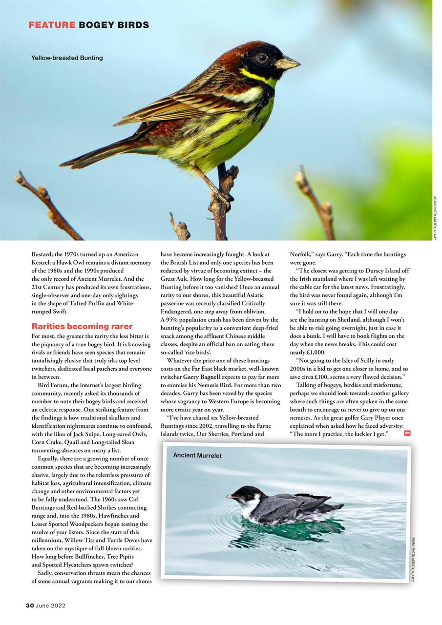 Bird Watching Preview Pages