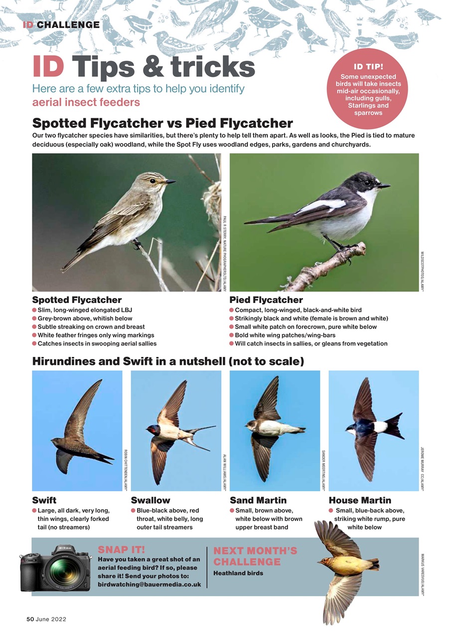 Bird Watching Preview Pages