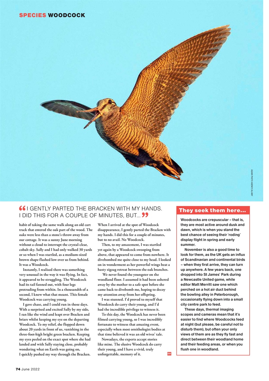 Bird Watching Preview Pages