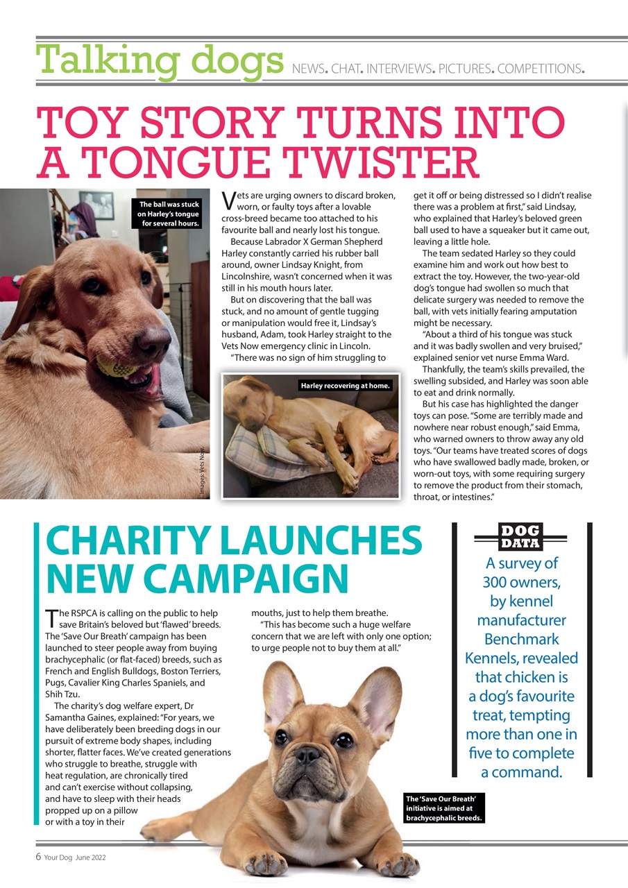 Your Dog Preview Pages